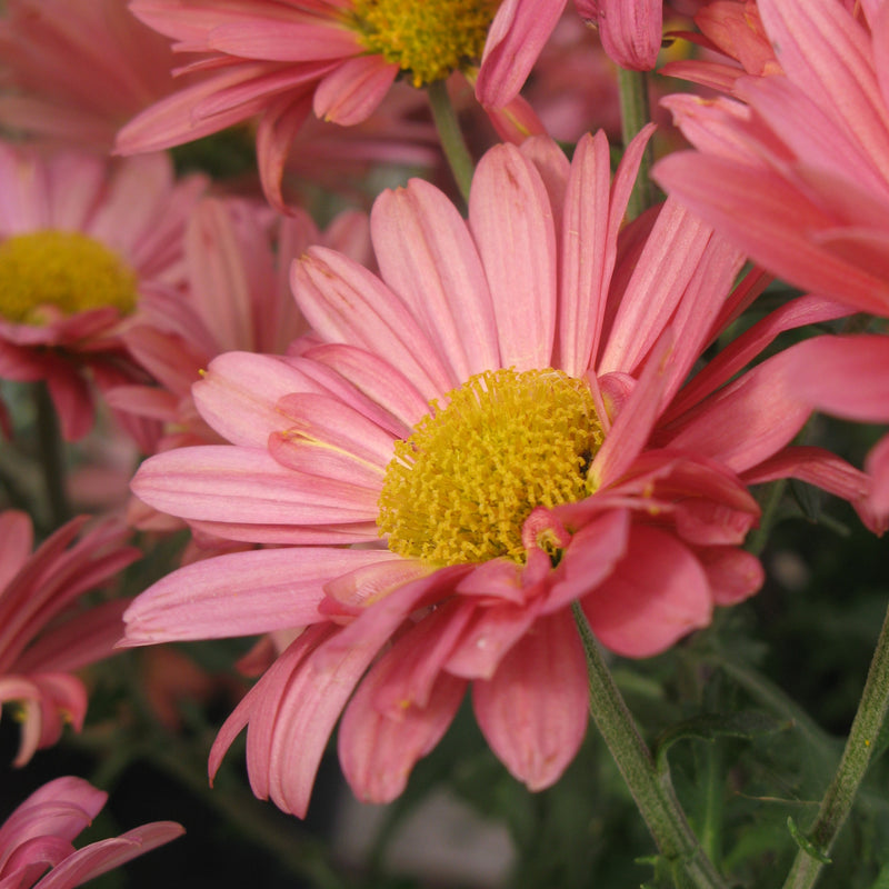 Chrysanthemum Mammoth Coral Daisy 