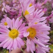 Chrysanthemum Raspberry Sorbet 1 qt