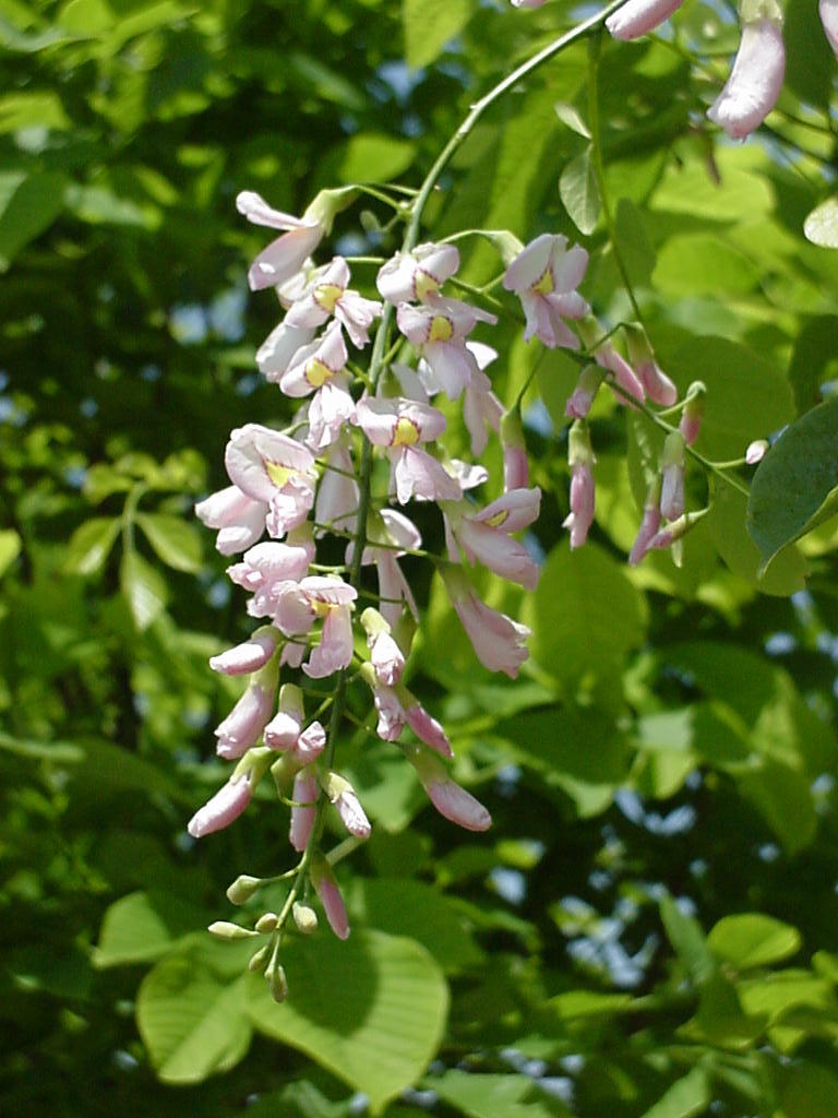 Cladrastis kentukea PerkinsPink 