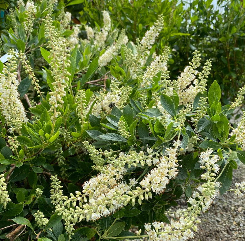 Clethra a Hummingbird 