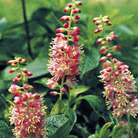 Clethra a Ruby Spice 