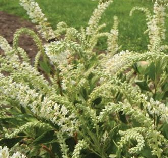 Clethra a Summer Sparkler 