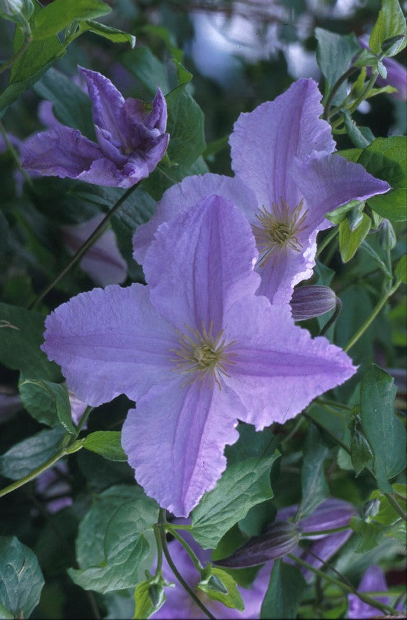 Clematis Blue Angel 