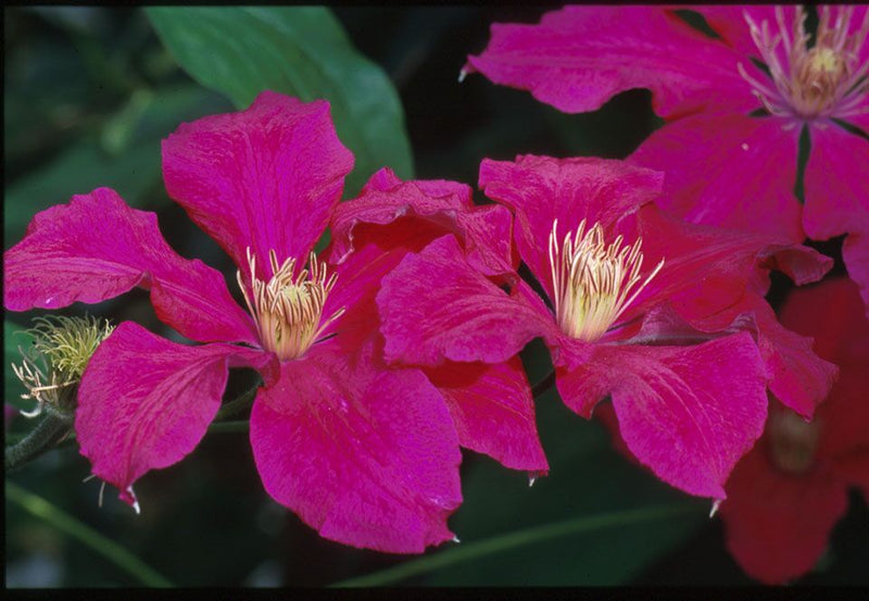 Clematis Ernest Markham 