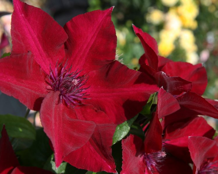 Clematis Nubia 