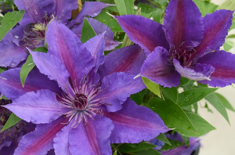 Clematis Paulie 