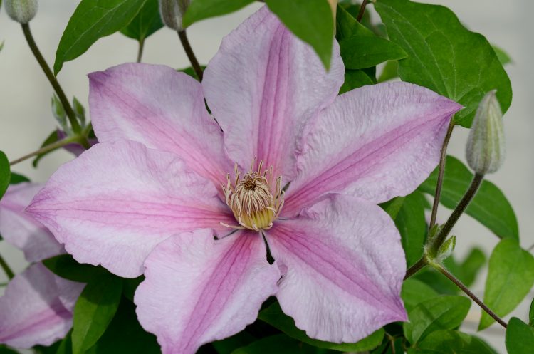 Clematis Sally 