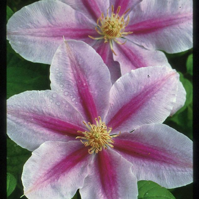 Clematis Bees&