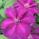 Clematis Cardinal Wyszynski 