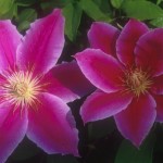 Clematis Dr. Ruppel 