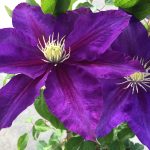 Clematis Duchess of Cornwall 