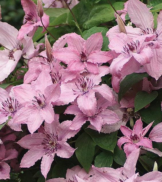 Clematis Hagley Hybrid 