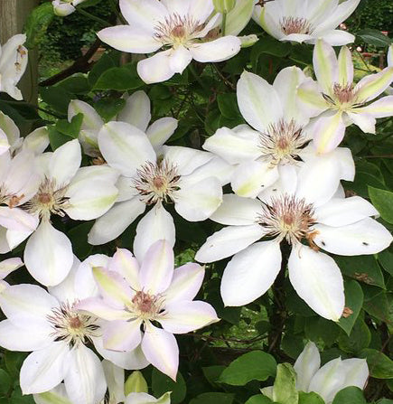 Clematis Henryi  