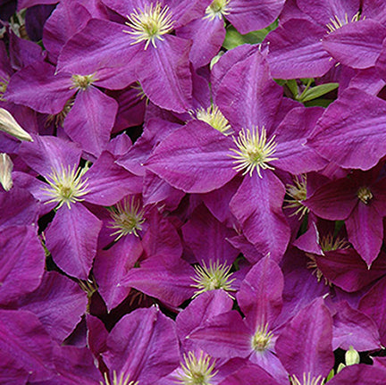 Clematis Jackmanii Superba 