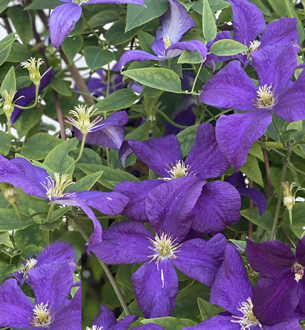 Clematis Jackmanii 