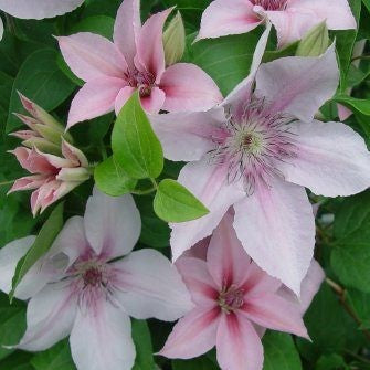 Clematis John Paul II 