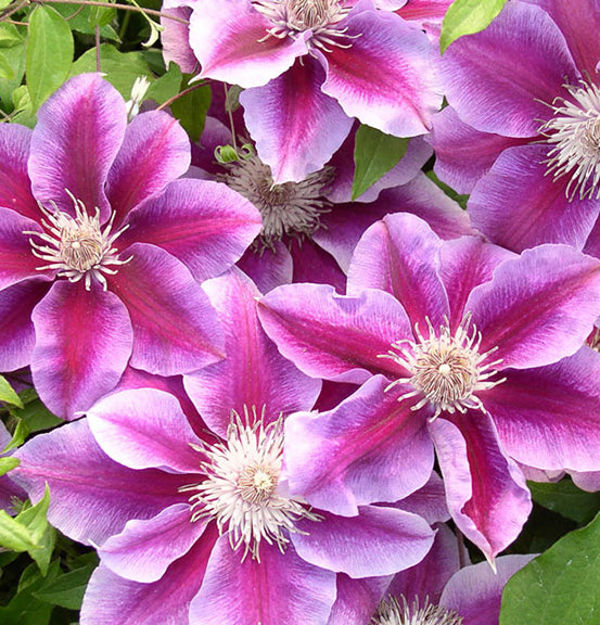 Clematis Kilian Donahue 