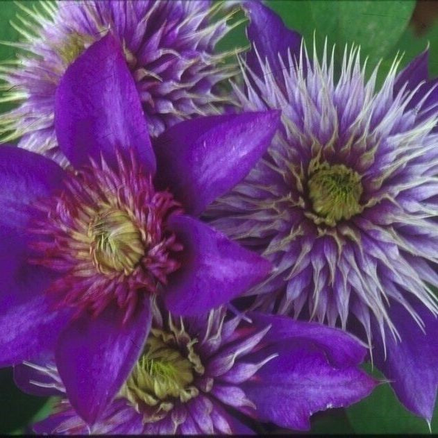 Clematis Multi Blue 