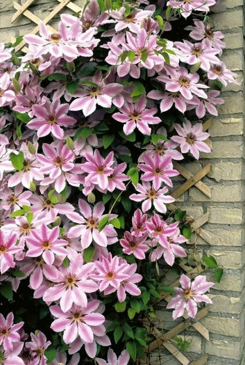 Clematis Nelly Moser 