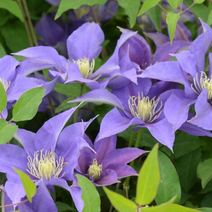 Clematis Olympia 