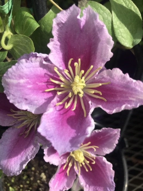 Clematis Piilu 