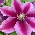 Clematis Poseidon 