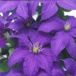 Clematis Rhapsody 