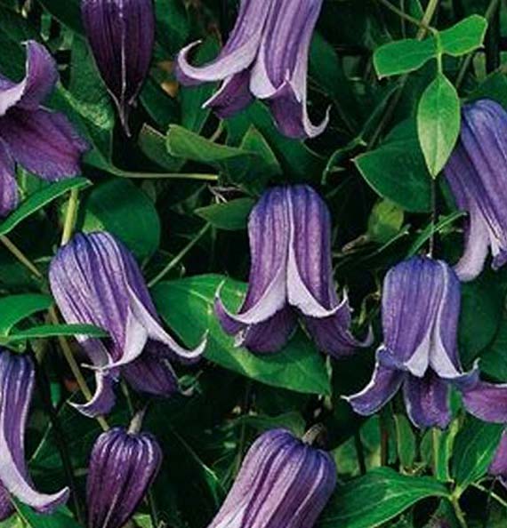 Clematis Rougouchi 