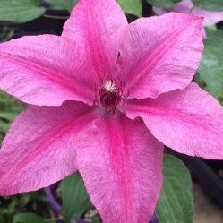 Clematis Rosalie 