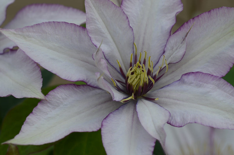 Clematis Samaritan Jo™ 