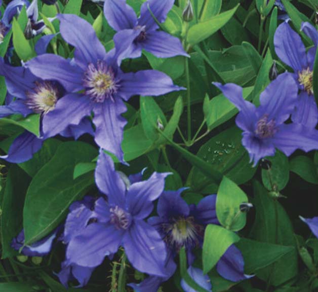 Clematis Sapphire Indigo 