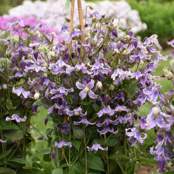 Clematis Stand by Me Lavender PW