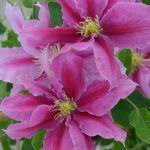 Clematis Vicki (Evipo114)  