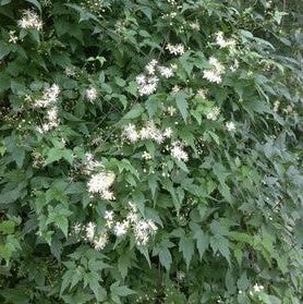 Clematis virginiana 