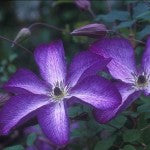 Clematis vit Venosa Violacea 