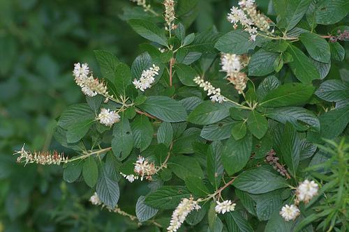 Clethra alnifolia 