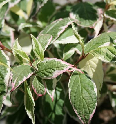 Cornus alba Touch of Elegance 