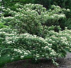 Cornus alternifolia 5&