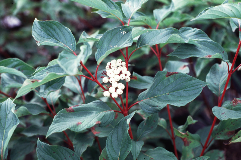 Cornus baileyi 