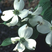 Cornus f Appalachian Spring 6&