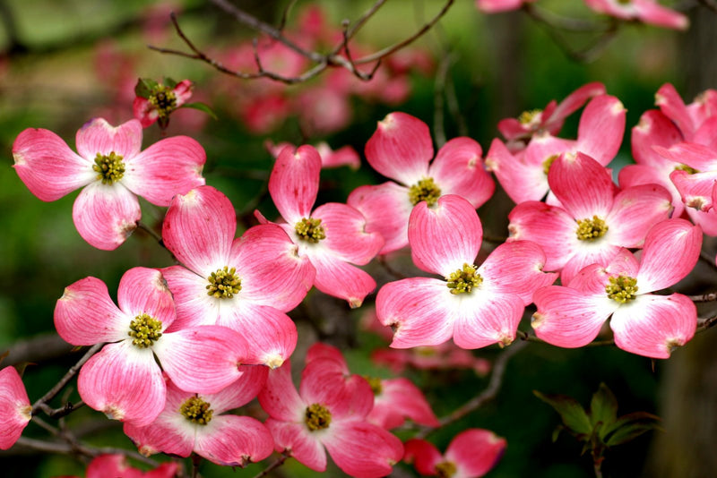 Cornus f Cherokee Brave 