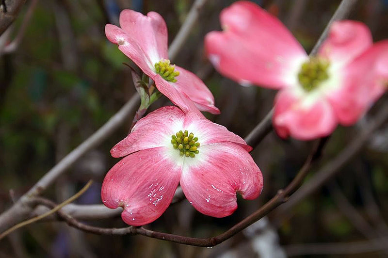 Cornus f Cherokee Chief 