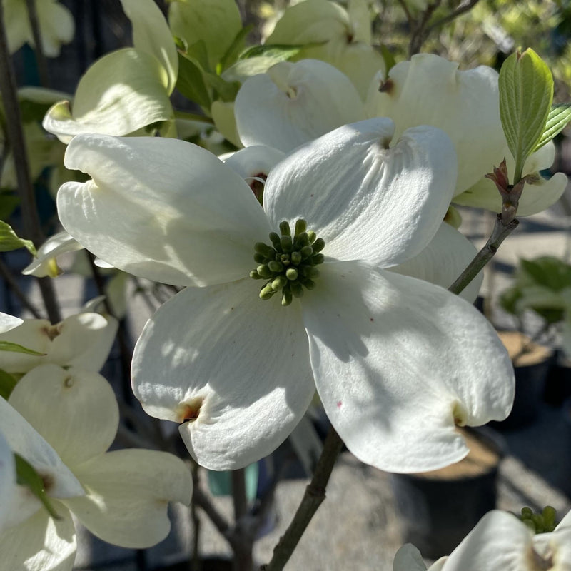 Cornus f Cherokee Princess 