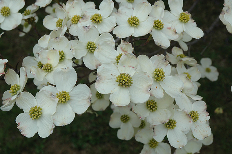 Cornus f Cloud Nine 6&