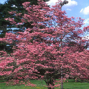 Cornus f Rubra 6&