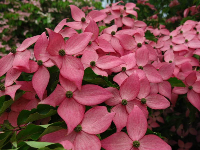 Cornus k Scarlet Fire 