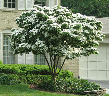 Cornus k Milky Way TF 6&