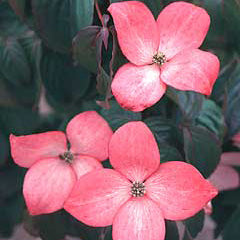 Cornus k Heart Throb 