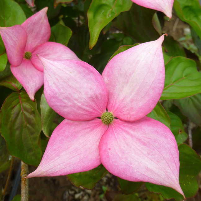 Cornus x Rosy Teacups 