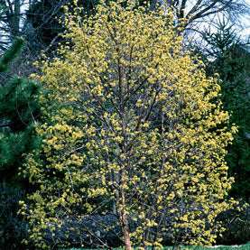 Cornus mas 